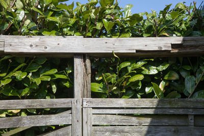 Plants growing by wooden fence