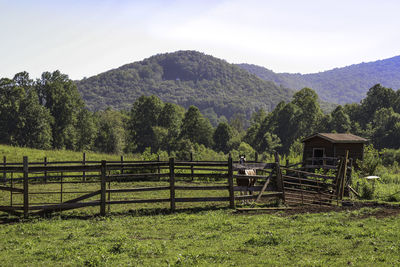 Horse standing on ranch against mountains