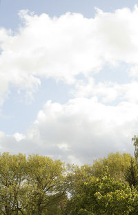 Trees against sky