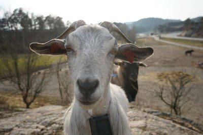 Goat looking into the camera