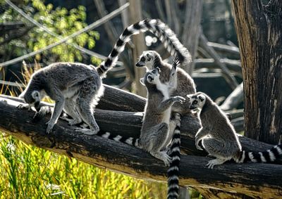 Ring-tailed lemurs sitting on a tree