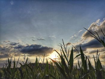 Low angle view of crops growing on field against sky