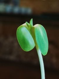 Close-up of plant growing outdoors