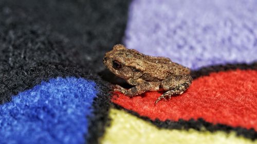 Close-up of lizard