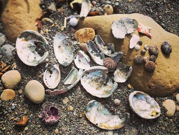 High angle view of shells on beach