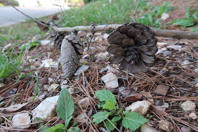 Close-up of pine cone on field