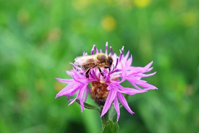 Close-up of bee pollinating on purple flower