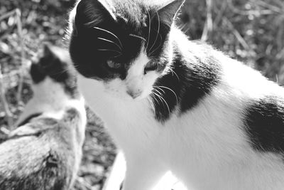 Close-up portrait of cat