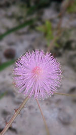 Close-up of pink flower blooming in park