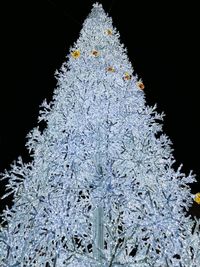 Christmas tree against black background