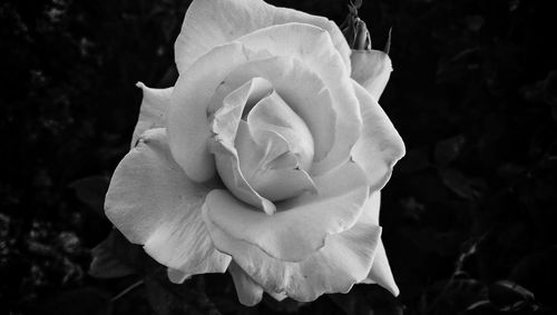 Close-up of rose
