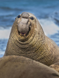 Close-up of seal