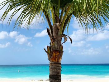 Palm tree by sea against sky