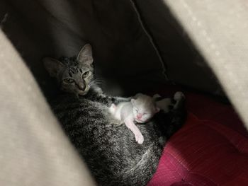 High angle view of cat resting on bed