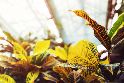 Close-up of autumn leaves