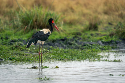 Female