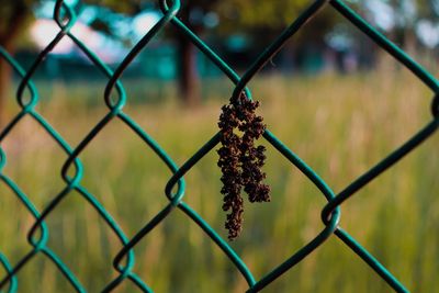 Close-up of barbed wire on chainlink fence