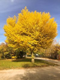 Trees in park against sky during autumn