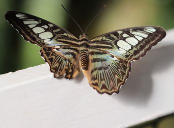 Close-up of butterfly