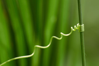 Close-up of bamboo plant