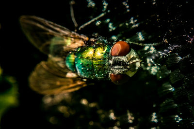 Close-up of insect on leaf