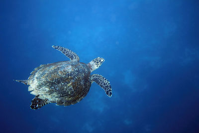 Sea turtle on siquijor island against a deep blue backdrop - diving philippines 