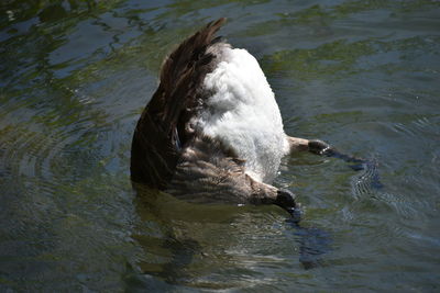 High angle view of duck swimming in lake