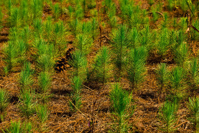 Full frame shot of plants growing on field