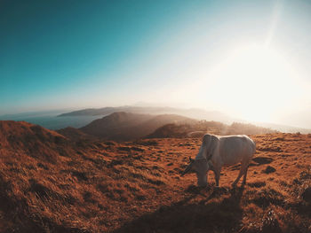 Companion in the summit