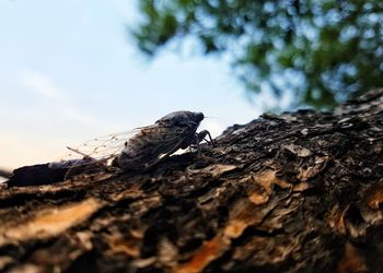 Close-up of lizard on tree trunk