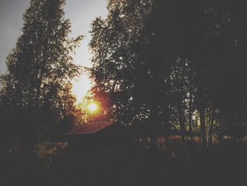 Silhouette of trees at sunset