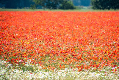 Close-up of red flowering plants on land