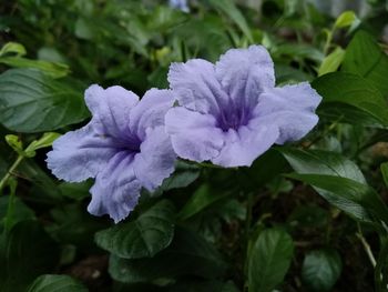 Close-up of purple flowering plant