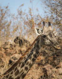 Close-up of giraffe