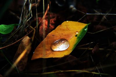 Close-up of dry leaf on land