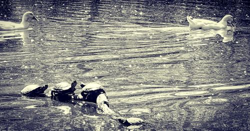 High angle view of dog swimming in lake