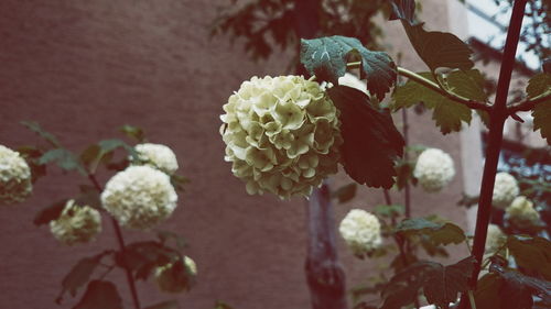 Low angle view of hydrangeas blooming against wall