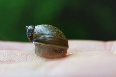 Close-up of snail