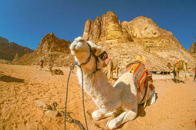 View of camel against clear sky