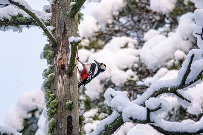 Bird, woodpecker, perching on snow covered tree