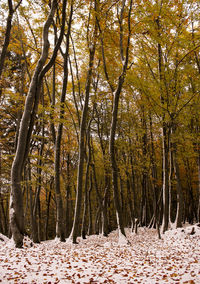 Trees in forest against sky