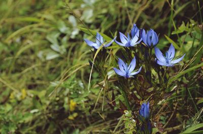 Close-up of purple flowers blooming in field