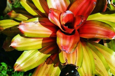 Close-up of flowers