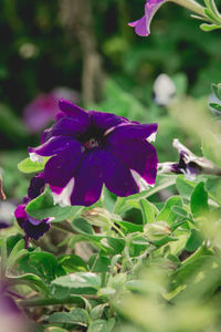 Close-up of purple flower blooming outdoors