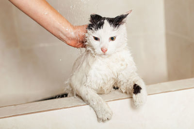 Bath or shower to a persian breed cat. funny cat in the bathroom.