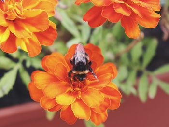 Close-up of bee on orange flower