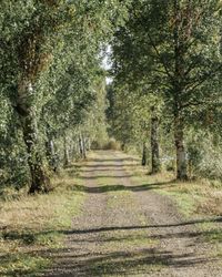 Road amidst trees in forest