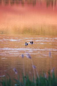 Ducks on lake