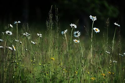 Close-up of flowers growing in field