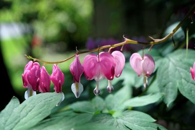 Close-up of pink flowers blooming outdoors